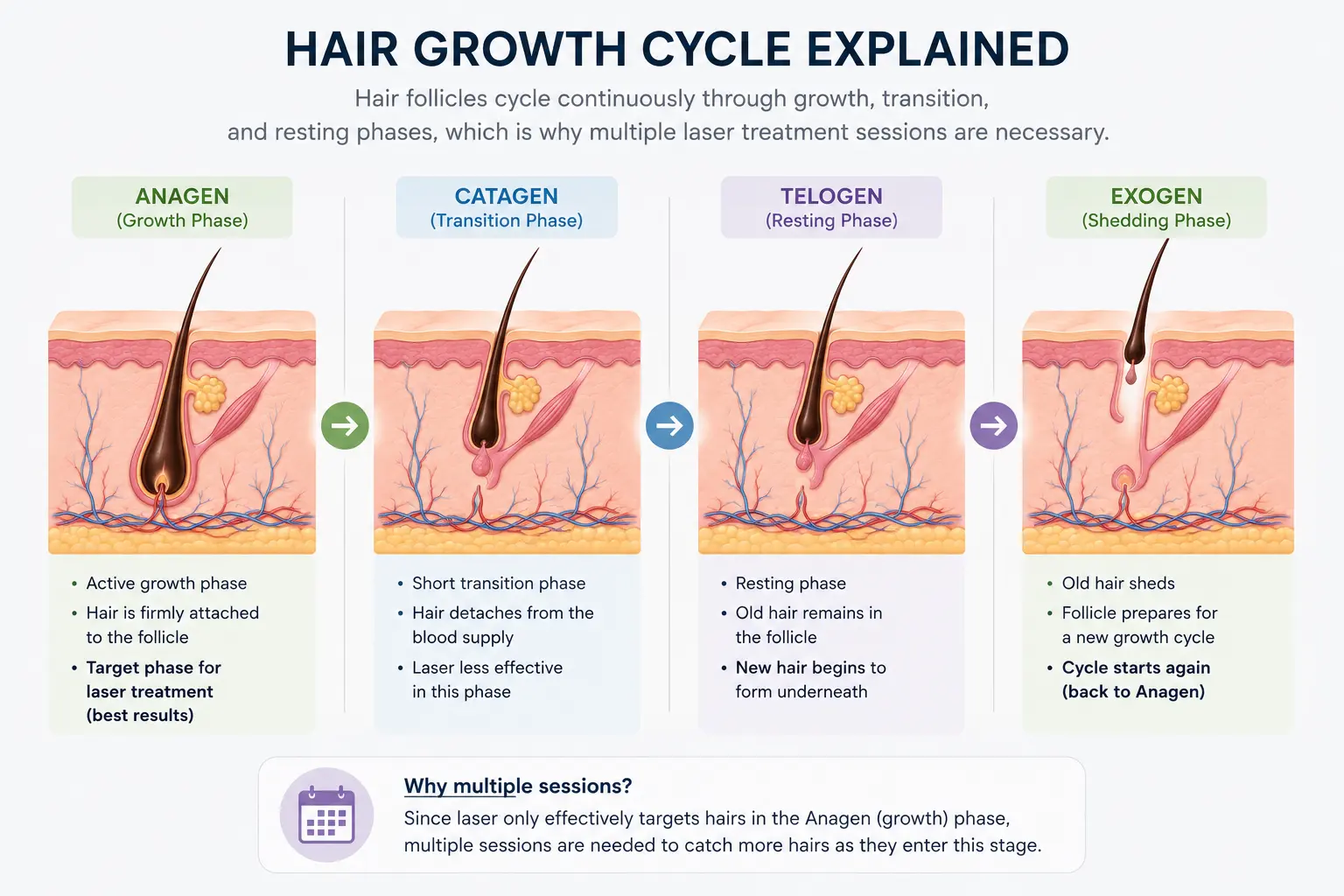 How Do Hair Reduction Laser Machines Work? 5 Hair growth cycle showing anagen catagen and telogen phases