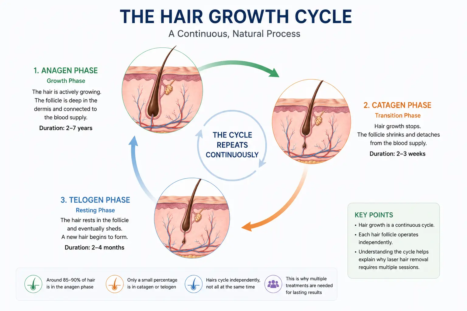 Hair Growth Cycle Explained: Why Multiple Laser Hair Removal Sessions Are Needed 2 Illustration showing the complete human hair growth cycle